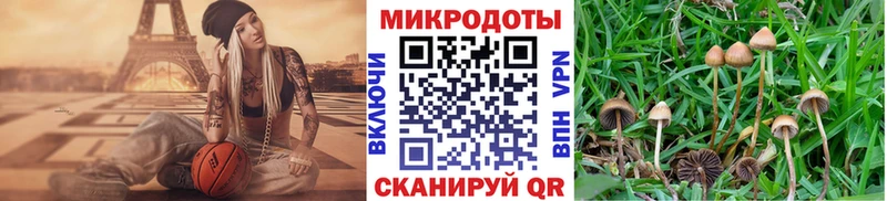 Галлюциногенные грибы Psilocybine cubensis  сколько стоит  Каргополь 